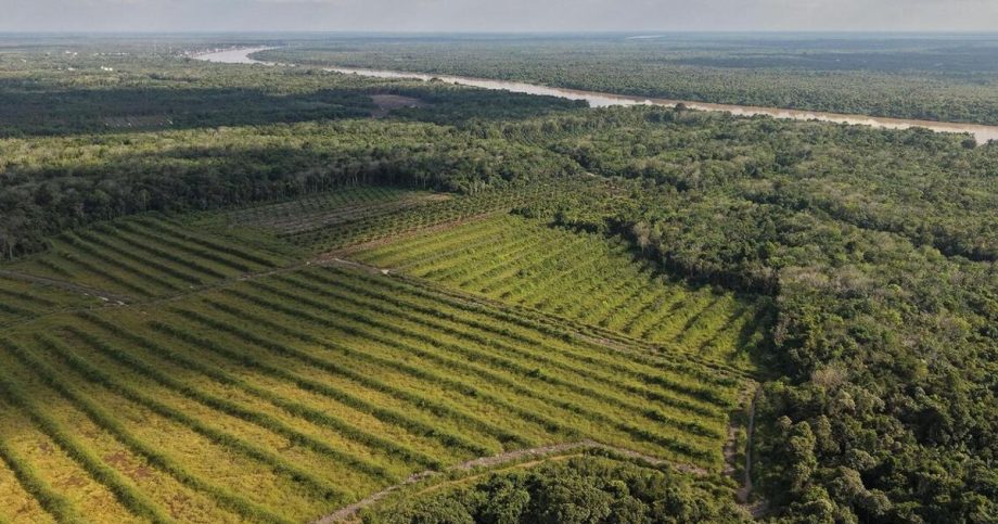 Uncertainty around Indonesia’s pledge to stop rice forest clearing Uncertainty around Indonesia’s pledge to stop rice forest clearing