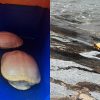 Rare albino terrapins rescued from waters off West Coast Park; ACRES warns saltwater can kill, Singapore News