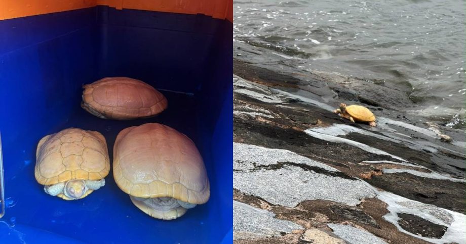 Rare albino terrapins rescued from waters off West Coast Park; ACRES warns saltwater can kill, Singapore News Rare albino terrapins rescued from waters off West Coast Park; ACRES warns saltwater can kill, Singapore News
