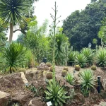 Farewell to the smooth agave at Singapore Botanic Gardens
