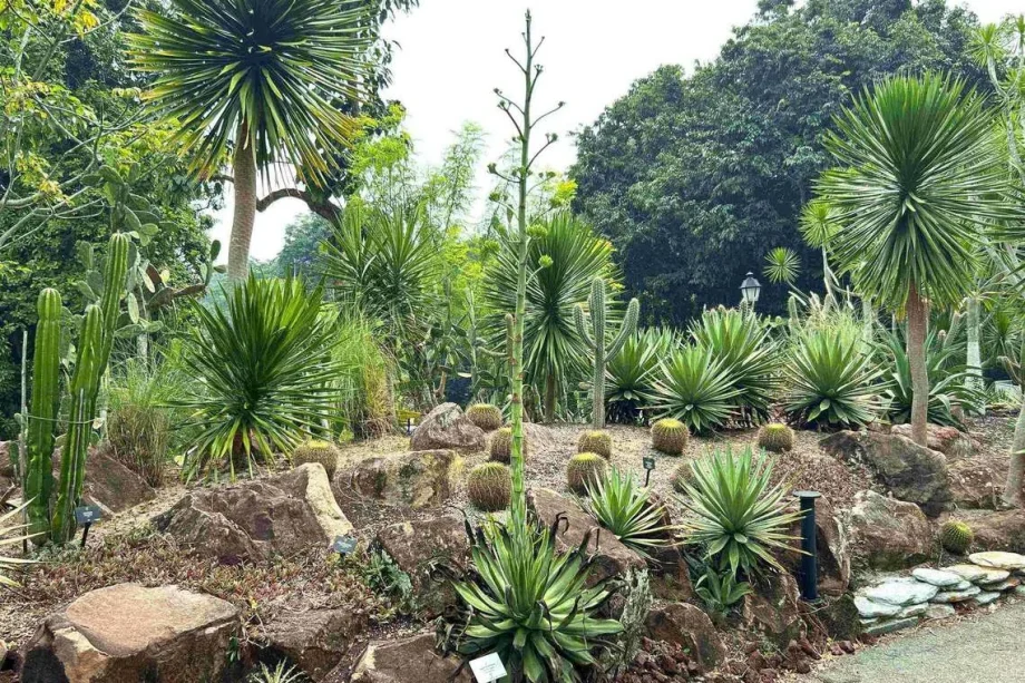 Farewell to the smooth agave at Singapore Botanic Gardens