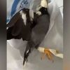 NParks investigates taped-up bird cruelty clips