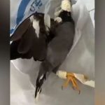 NParks investigates taped-up bird cruelty clips
