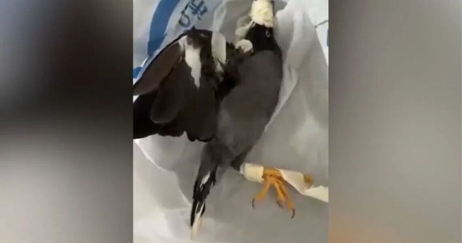 NParks investigates taped-up bird cruelty clips NParks investigates taped-up bird cruelty clips