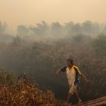 S’pore palm oil firms named in Greenpeace fire report
