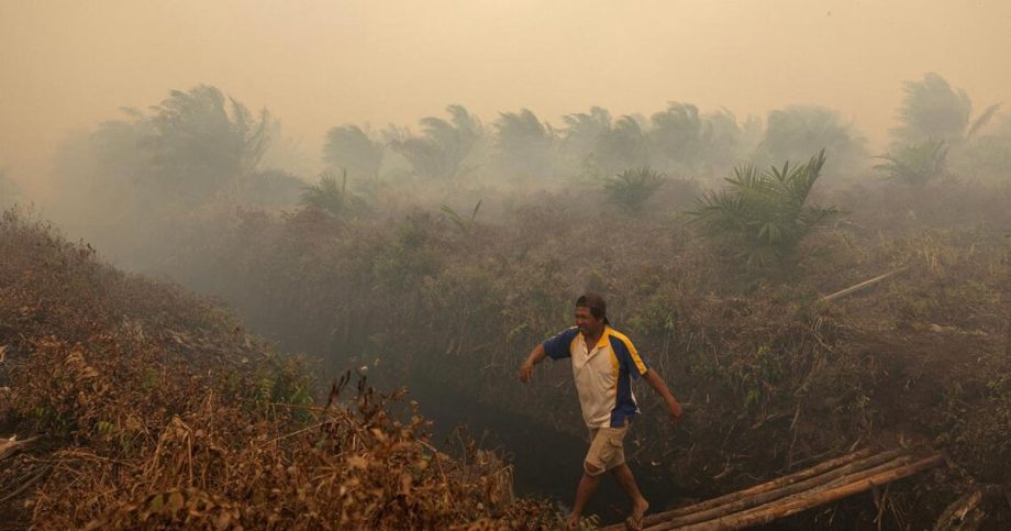 S’pore palm oil firms named in Greenpeace fire report S’pore palm oil firms named in Greenpeace fire report