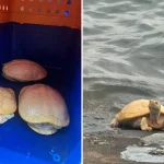 5 albino red-eared slider terrapins rescued from West Coast Park