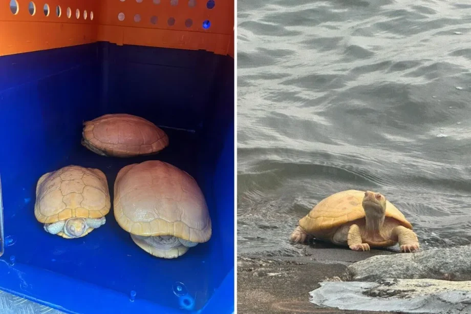 5 albino red-eared slider terrapins rescued from West Coast Park