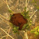 Indonesia orangutan rescued from wildfire ‘walked through’ flames