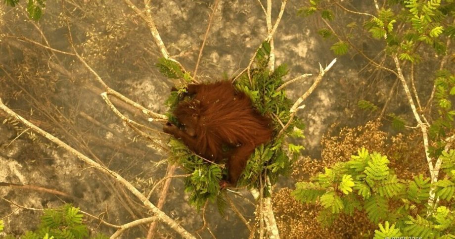 Indonesia orangutan rescued from wildfire ‘walked through’ flames