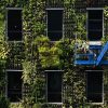 Green wall of Singapore | The Straits Times