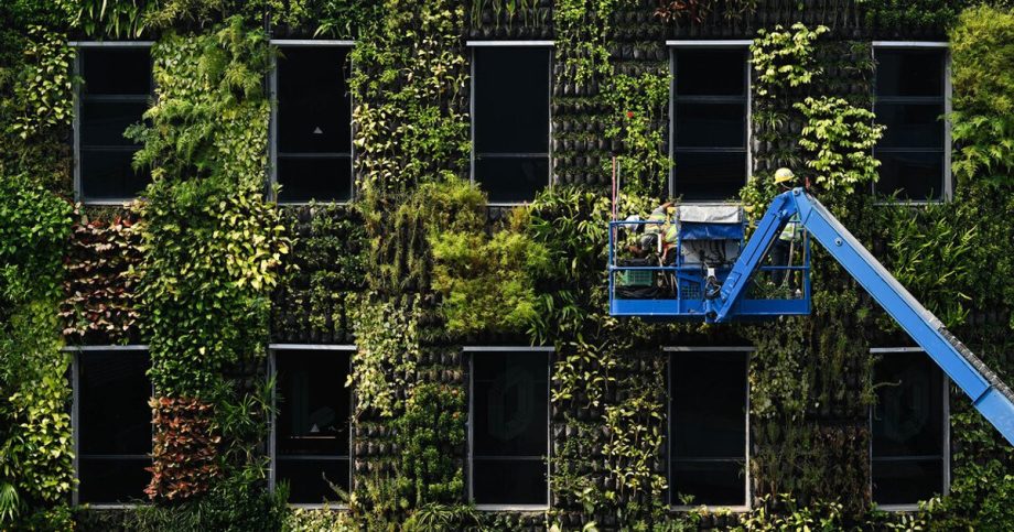 Green wall of Singapore | The Straits Times Green wall of Singapore | The Straits Times