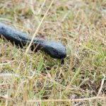 Singapore searches for a black spitting cobra after sightings near homes in Serangoon Gardens