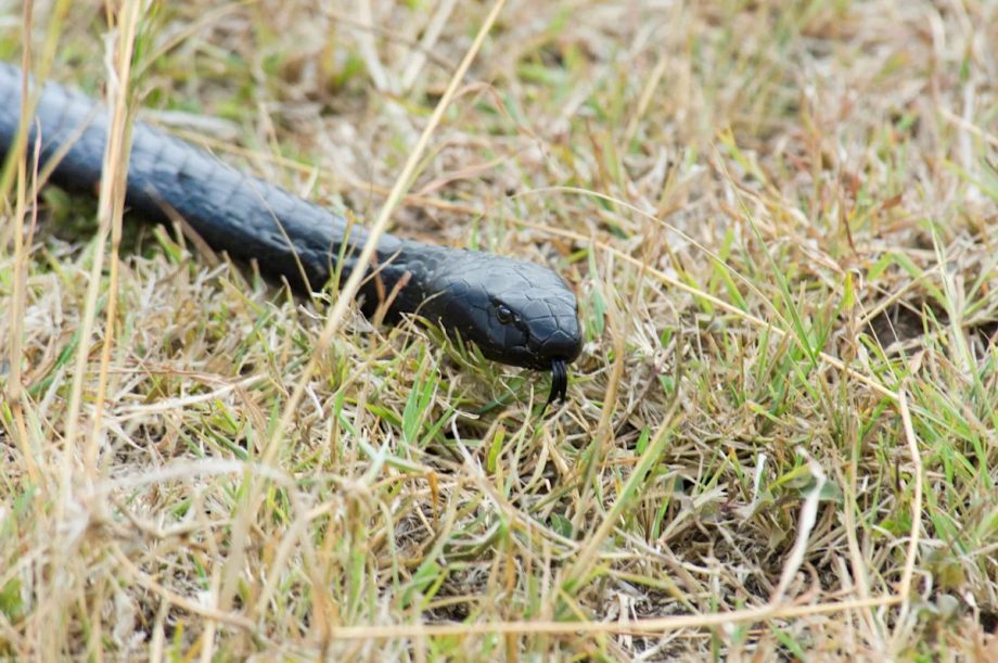 Singapore searches for a black spitting cobra after sightings near homes in Serangoon Gardens Singapore searches for a black spitting cobra after sightings near homes in Serangoon Gardens