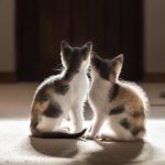 About 40 cat fosterers approved under new pilot scheme as rescuers weigh benefits, restrictions