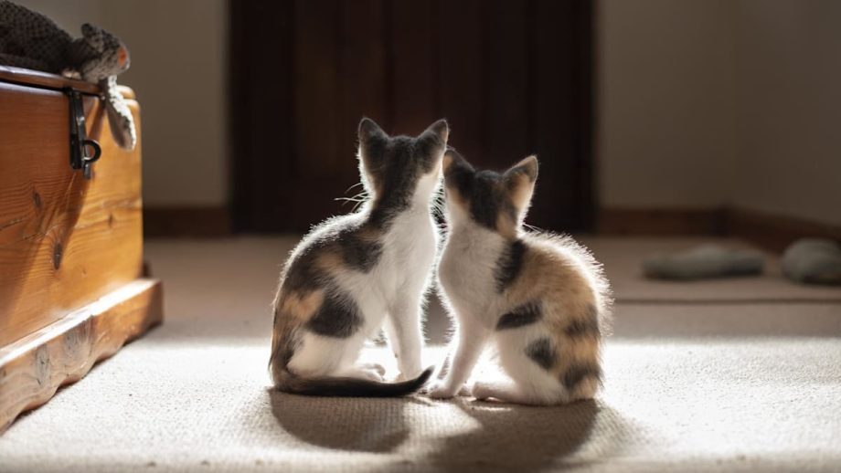 About 40 cat fosterers approved under new pilot scheme as rescuers weigh benefits, restrictions About 40 cat fosterers approved under new pilot scheme as rescuers weigh benefits, restrictions