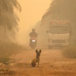 Commentary: Haze chokes plants too – how air quality can be a food security issue