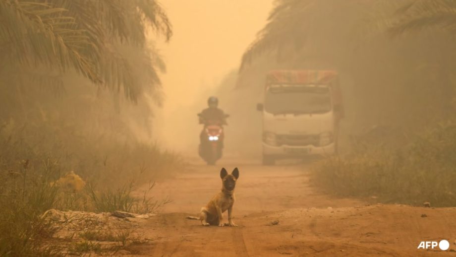 Commentary: Haze chokes plants too – how air quality can be a food security issue Commentary: Haze chokes plants too – how air quality can be a food security issue
