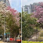 Singapore’s ‘Sakura’ Season Is Back as Trumpet Trees Burst Into Bloom After Recent Rain